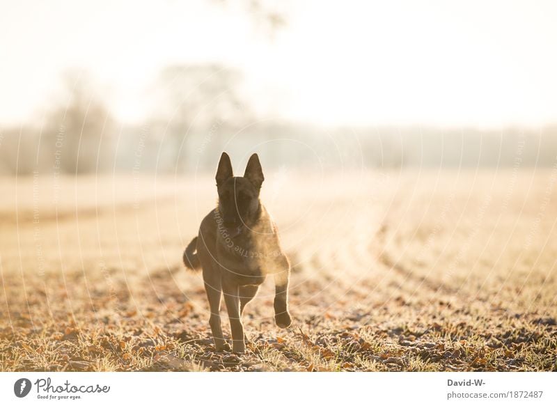 mit dem Hund an einem kühlen Wintermorgen in der Natur unterwegs draußen Acker Sonnenlicht Sonnenuntergang Sonnenstrahlen gelb beobachten Blick in die Kamera