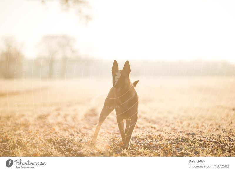 erwartungsvoll Umwelt Natur Landschaft Luft Herbst Winter Schönes Wetter Feld Tier Haustier Hund Tiergesicht Fell stehen Erwartung Treue hören gehorchen erzogen