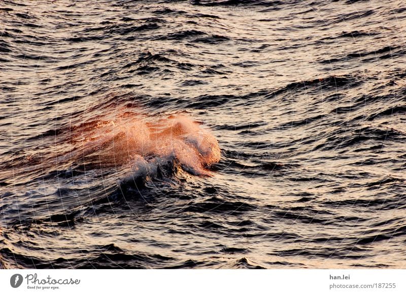 Die Welle Farbfoto Sonnenlicht Licht Wasser Wellen Wind spritzen überschlagen Dämmerung schwarz blau Textfreiraum rechts Wassertropfen Meer Freiheit nass