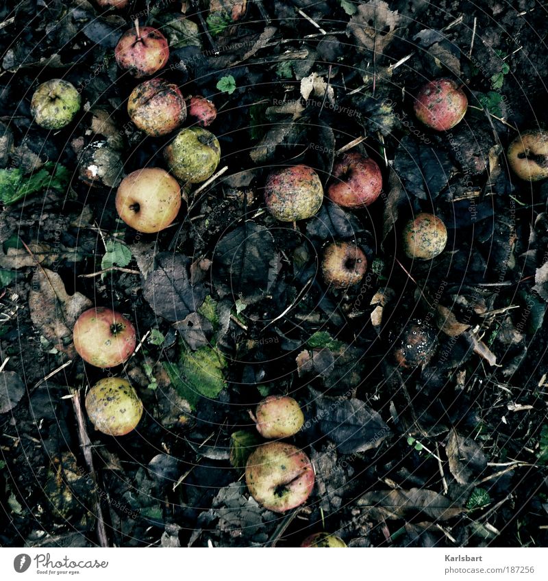 saurer apfel. Lebensmittel Frucht Apfel Ernährung Bioprodukte Lifestyle Design Garten Erntedankfest Gartenarbeit Kultur Natur Erde Herbst Winter Blatt Ekel