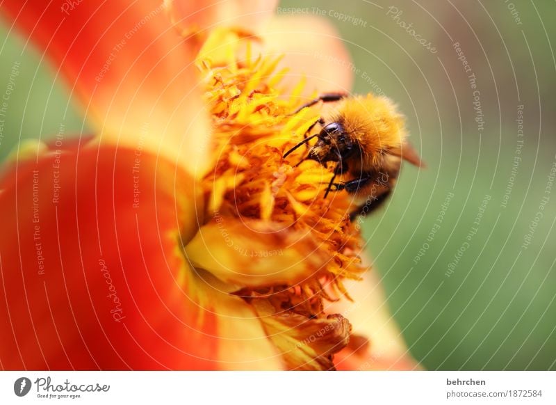 gegen das trübe anleuchten! Natur Pflanze Tier Sommer Schönes Wetter Blume Blatt Blüte Garten Park Wiese Biene Tiergesicht Flügel Hummel 1 Blühend Duft Erholung