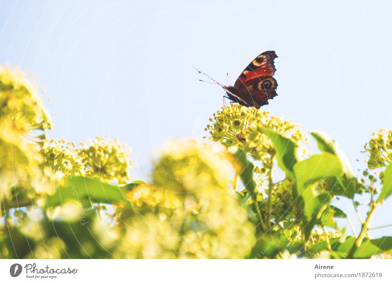 !Trash!2016 | Sommerschlussverkauf Natur Pflanze Tier Efeu Blüte Grünpflanze Schmetterling Tagpfauenauge natürlich positiv gelb grün rot Farbfoto Außenaufnahme