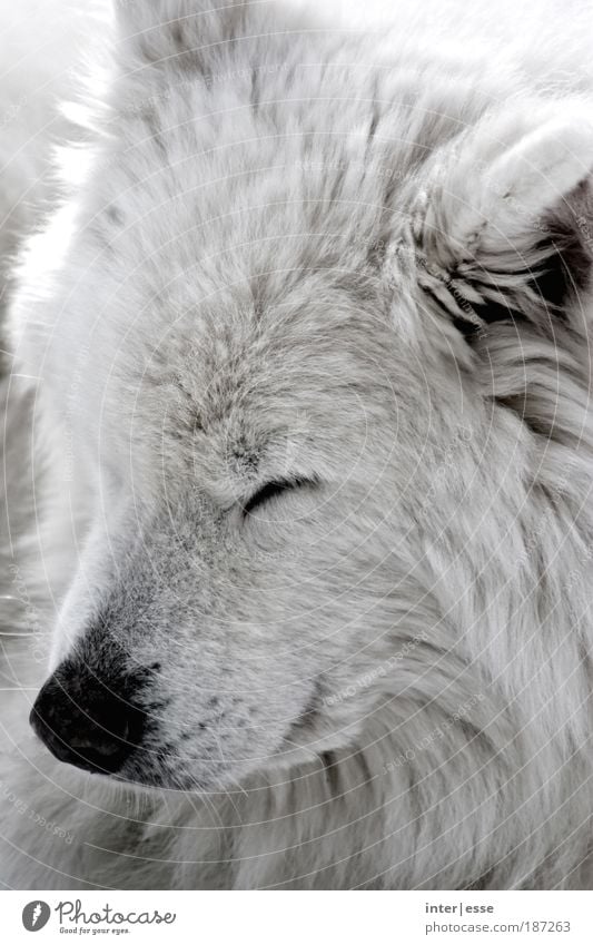 Winterhund Tier Haustier Hund Fell 1 kuschlig natürlich Wärme weich weiß Geborgenheit Tierliebe Zufriedenheit Pause ruhig Farbfoto Gedeckte Farben Außenaufnahme