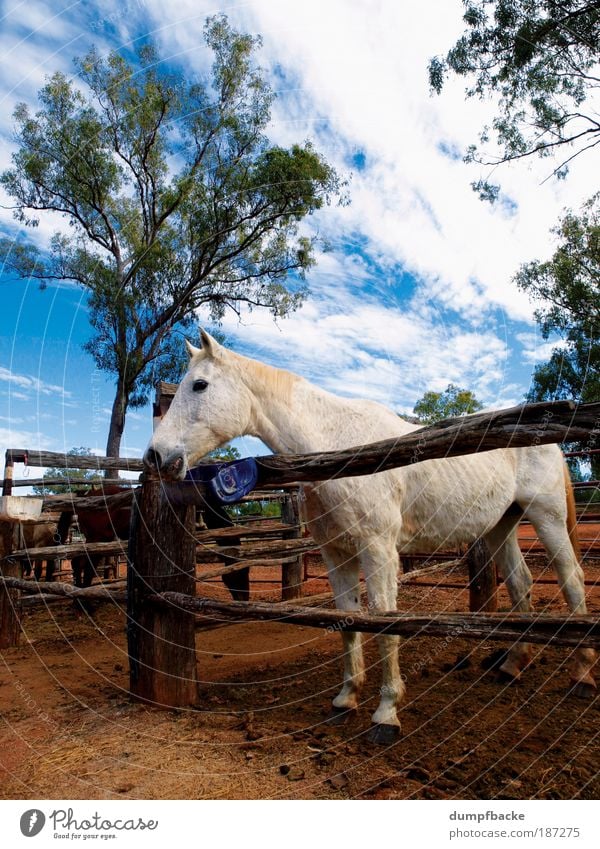 Pferdefarm Freizeit & Hobby Ferien & Urlaub & Reisen Reiten Natur Tier 1 weiß Australien Australien + Ozeanien down under Queensland myella Bauernhof Zaun alter