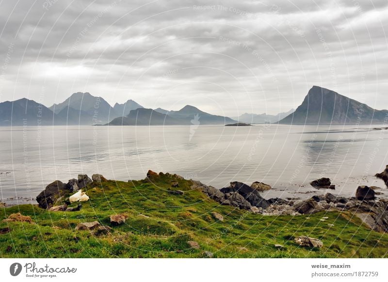 Norwegen Lofoten-Inseln im Dunst. Bewölkter nordischer Tag. Lifestyle Ferien & Urlaub & Reisen Tourismus Sommer Strand Meer Berge u. Gebirge Natur Landschaft