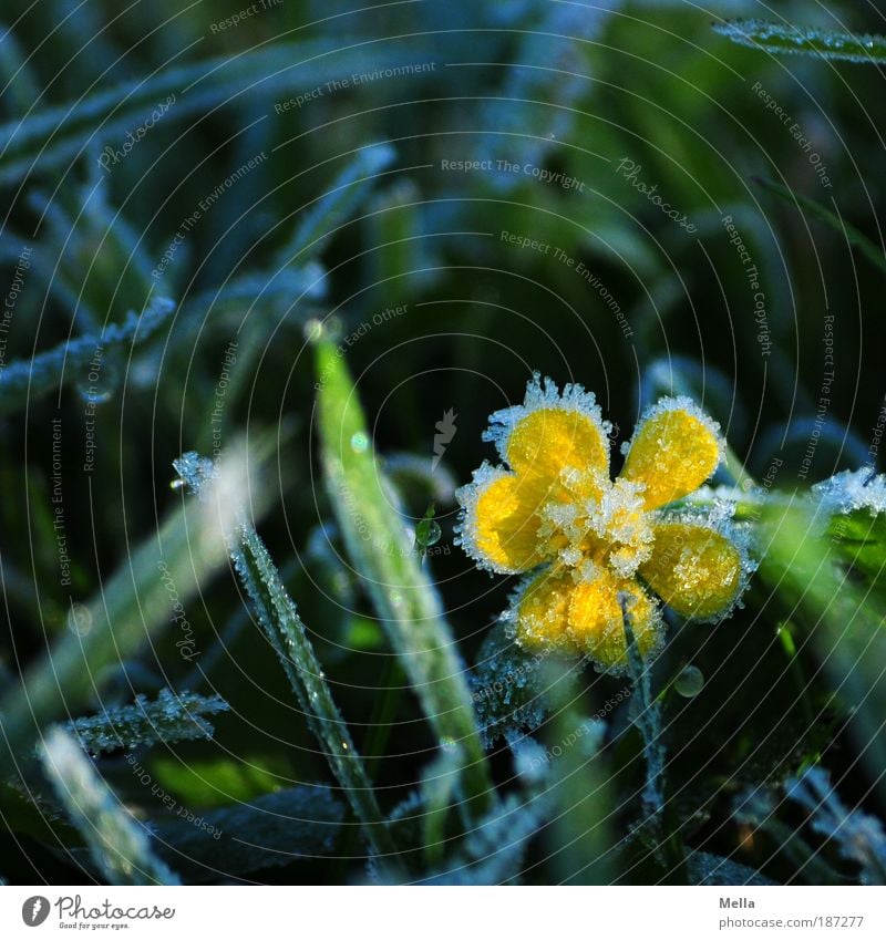 Väterchen Frost Umwelt Natur Pflanze Erde Winter Klima Eis Blume Gras Blüte Wiese Blühend frieren kalt natürlich positiv gelb grün Umweltschutz Farbfoto