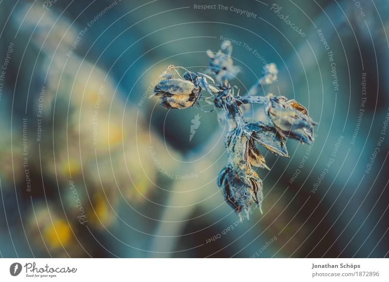 Blüten des Winters II Natur Pflanze Trauer Einsamkeit trist blau gelb Makroaufnahme Hoffnung Wachstum Winterschlaf trocken Blütenknospen Detailaufnahme Farbfoto