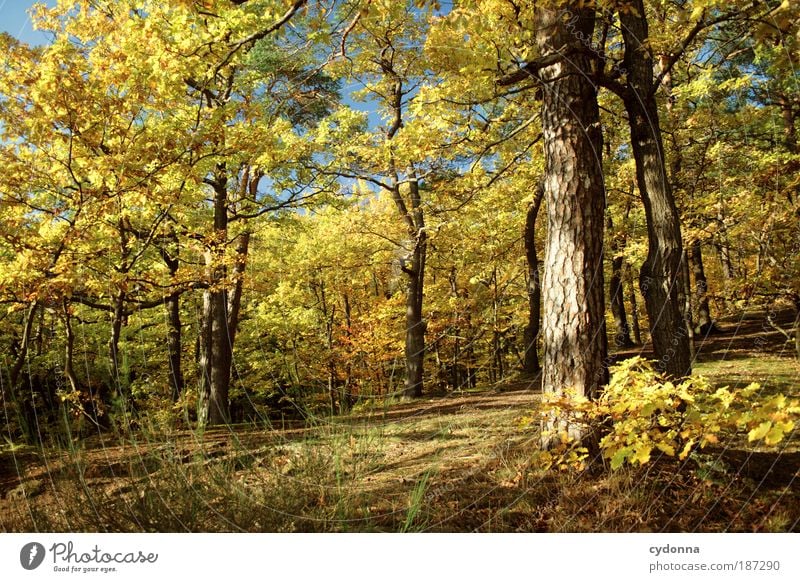 Herbstfarben Leben harmonisch Wohlgefühl Erholung ruhig Umwelt Natur Landschaft Baum Wald einzigartig Farbe Freiheit Idylle Lebensfreude nachhaltig schön