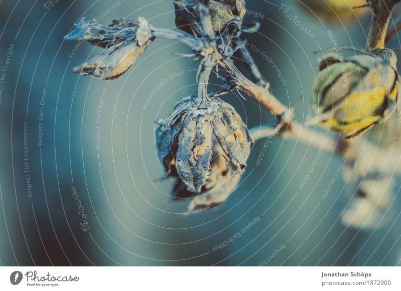 Blüten des Winters I Natur Pflanze Trauer Einsamkeit trist blau gelb Makroaufnahme Hoffnung Wachstum Winterschlaf trocken Blütenknospen Detailaufnahme Farbfoto