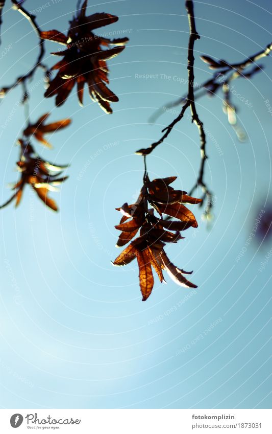 baumelnde Herbstblätter an einem Zweig Blatt Samen Ast hängen braun Vergänglichkeit Ende Endzeitstimmung Traurigkeit Verfall samenstand Wandel & Veränderung