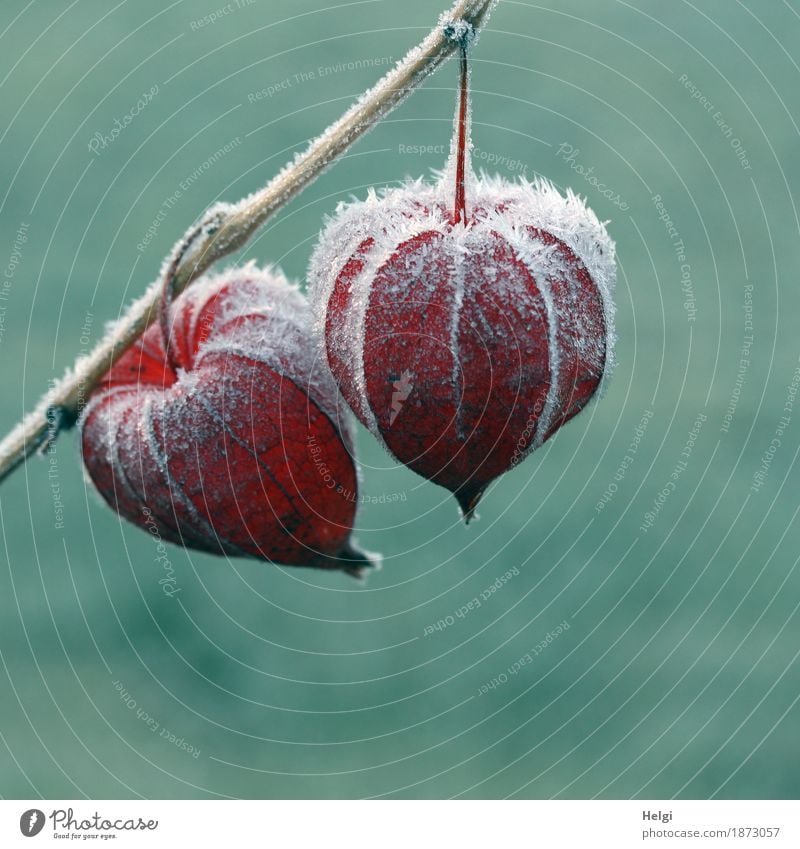 gefroren... Umwelt Natur Pflanze Winter Eis Frost Physalis Lampionblume Fruchtstand Garten alt frieren hängen dehydrieren ästhetisch außergewöhnlich kalt