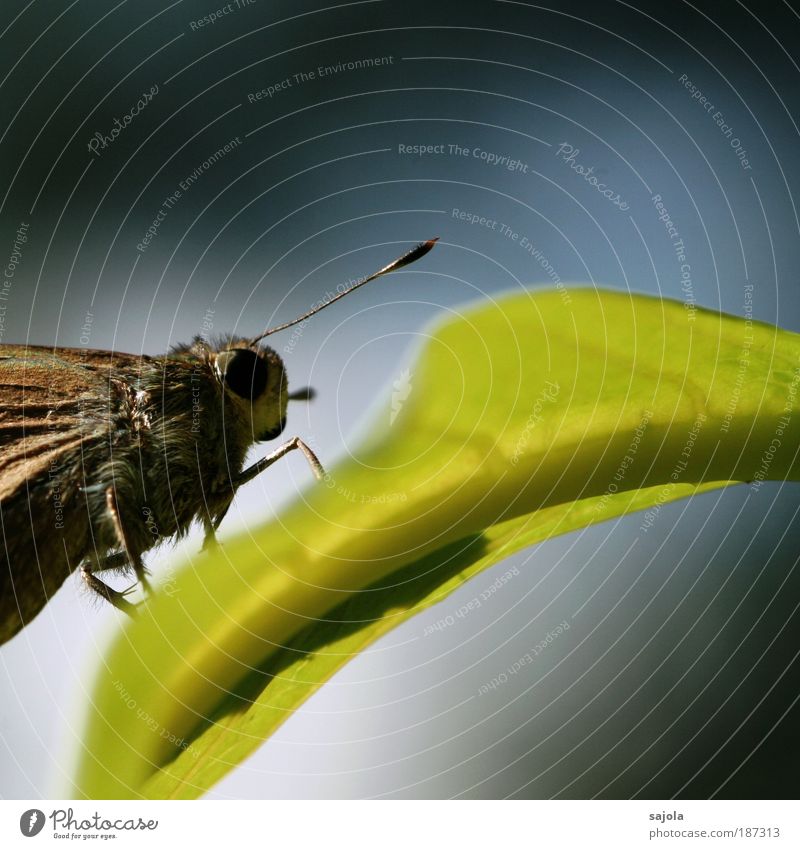 flügel stutzen Himmel Blatt Tier Wildtier Schmetterling Tiergesicht 1 blau grün Fühler Metamorphose Leichtigkeit Farbfoto Außenaufnahme Nahaufnahme