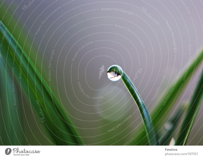 Wunderwerk Natur Umwelt Landschaft Pflanze Urelemente Wasser Wassertropfen Frühling Sommer Herbst Klima Wetter Schönes Wetter Gras Park Wiese hell nass grün