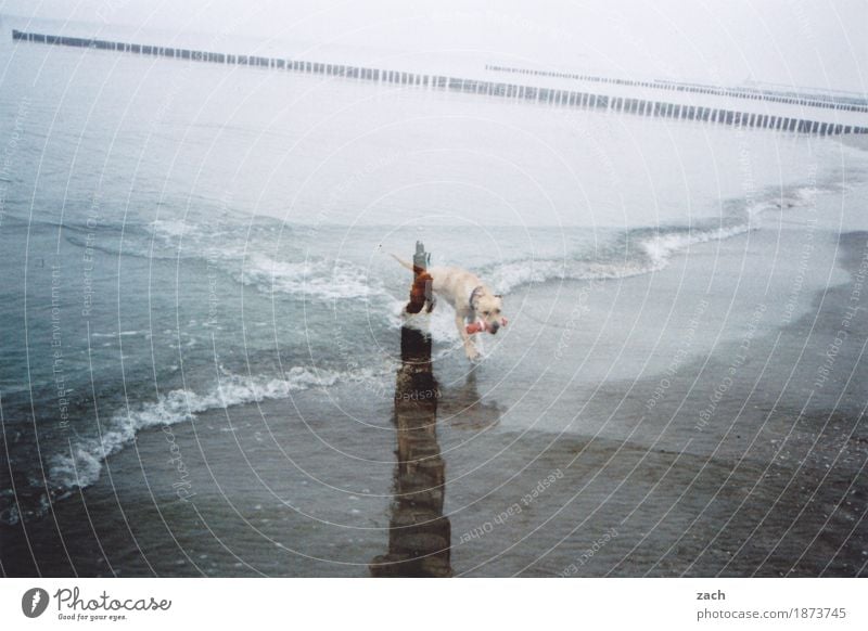 Seehund Natur Landschaft Wasser Herbst schlechtes Wetter Nebel Wellen Küste Strand Ostsee Meer Tier Haustier Hund 1 Spielen grau träumen Buhne Doppelbelichtung