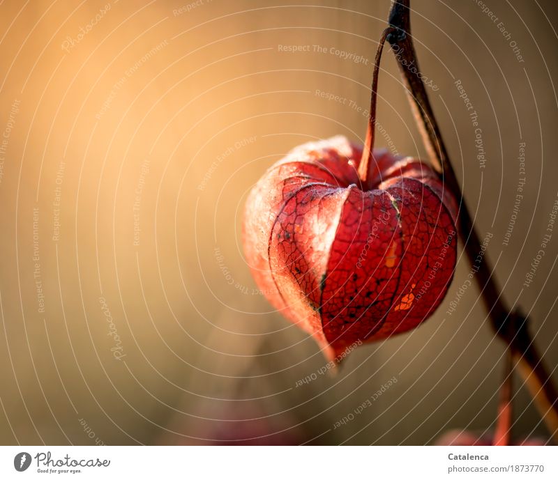 Orange, Physalis vor orangenem Hintergrund Natur Pflanze Sonnenlicht Herbst Schönes Wetter Blüte Garten dehydrieren ästhetisch authentisch natürlich braun