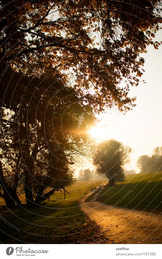 Wärme Natur Landschaft Herbst Schönes Wetter Baum Park Denken Erholung träumen Spaziergang Farbfoto Außenaufnahme Menschenleer Morgendämmerung Tag Dämmerung