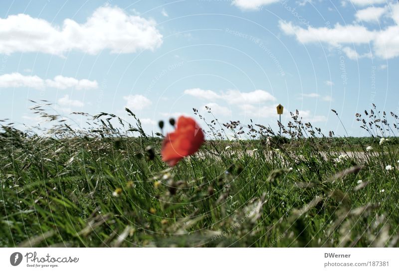 letzte Mohnblume 2009 Ausflug Tanzen Umwelt Natur Landschaft Himmel Wolken Sonne Sonnenlicht Sommer Klima Schönes Wetter Pflanze Blume Gras Wiese Feld Blühend