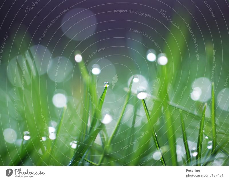 Gefunkel Umwelt Natur Landschaft Pflanze Urelemente Luft Wasser Wassertropfen Frühling Sommer Klima Wetter Schönes Wetter Gras Wiese Coolness hell kalt nass