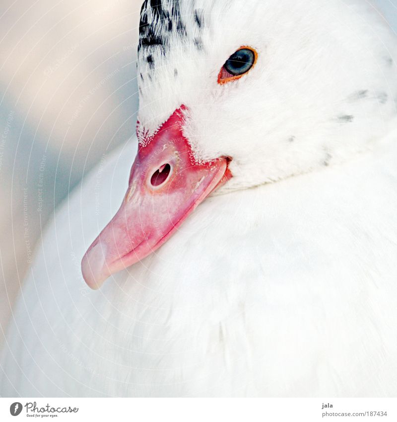 Lady. Tier Wildtier Tiergesicht Flügel Zoo Streichelzoo 1 schön Feder Ente Farbfoto Außenaufnahme Tag Licht Tierporträt Schnabel Blick in die Kamera weiß