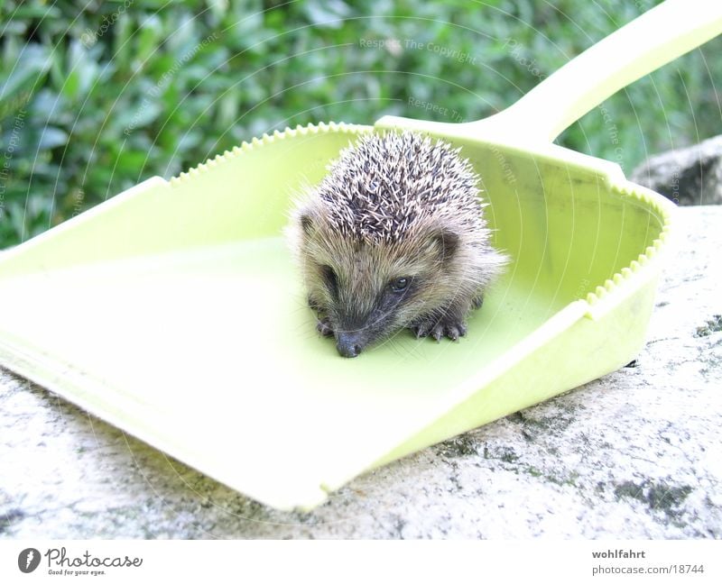 geretteter Igel Rettung Schaufel Tierfreund Igelbaby