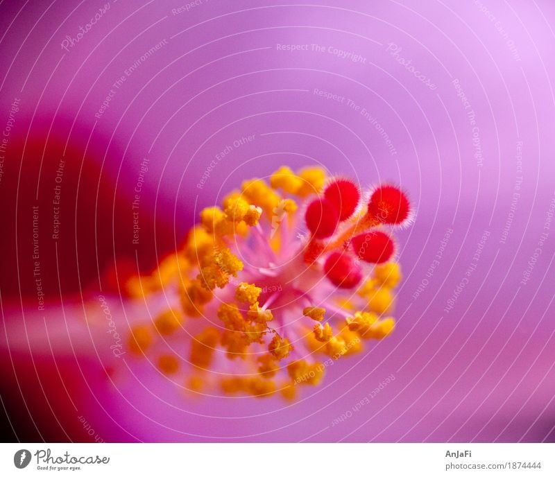 Blütenpuschel Natur Pflanze Blume Topfpflanze ästhetisch Duft Fröhlichkeit frisch weich gelb violett orange schön Farbe Farbfoto Makroaufnahme Textfreiraum oben