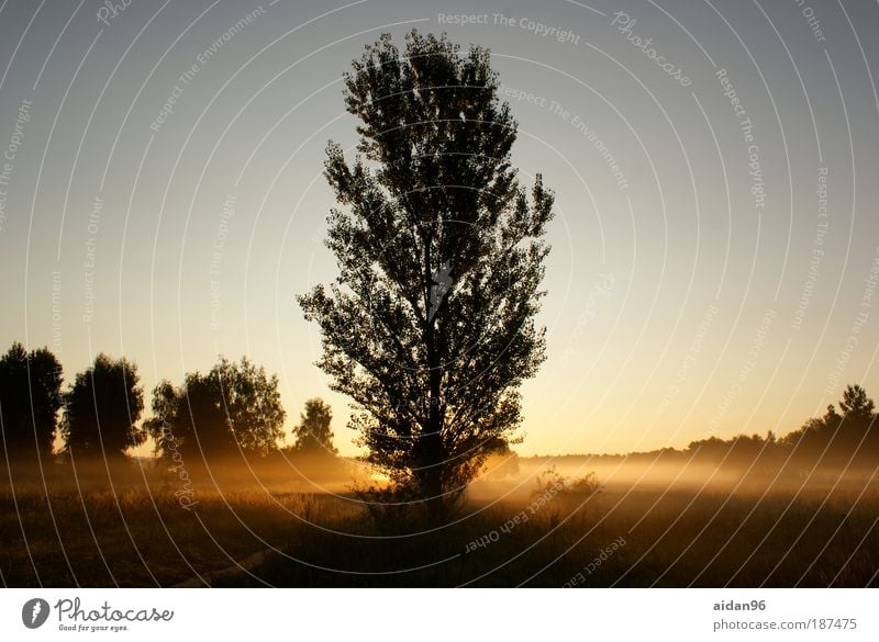 Präriemorgen Natur Pflanze Himmel Wolkenloser Himmel Sonnenaufgang Sonnenuntergang Sommer Schönes Wetter Baum Feld Stimmung Vorfreude Mut Warmherzigkeit ruhig