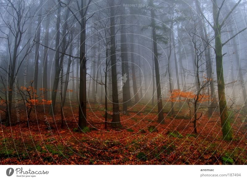 Nebulös Natur Landschaft Pflanze Erde Herbst schlechtes Wetter Nebel Baum Wald kalt rot Stimmung ruhig Farbfoto mehrfarbig Außenaufnahme Menschenleer Tag Abend