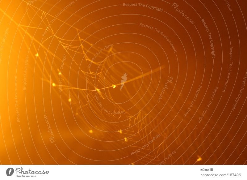 spinnengewebt Eis Frost Spinne leuchten Wachstum exotisch glänzend gelb gold schwarz Stolz Spinnennetz Tau Farbfoto Außenaufnahme Nahaufnahme Menschenleer