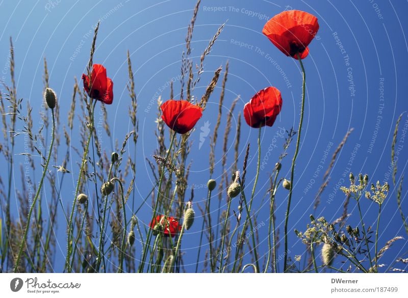 die allerletzten Mohnblumen 2009 Ferien & Urlaub & Reisen Sommer Sonne Umwelt Natur Landschaft Pflanze Erde Sand Himmel Klima Klimawandel Schönes Wetter Blume