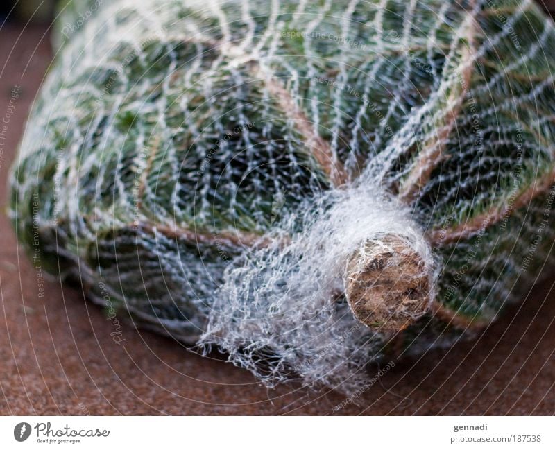 Frischhaltefolie grün Tanne Weihnachtsbaum Weihnachten & Advent rund braun ruhig ruhend warten Verpackung Farbfoto Außenaufnahme Menschenleer Baumstamm Netz