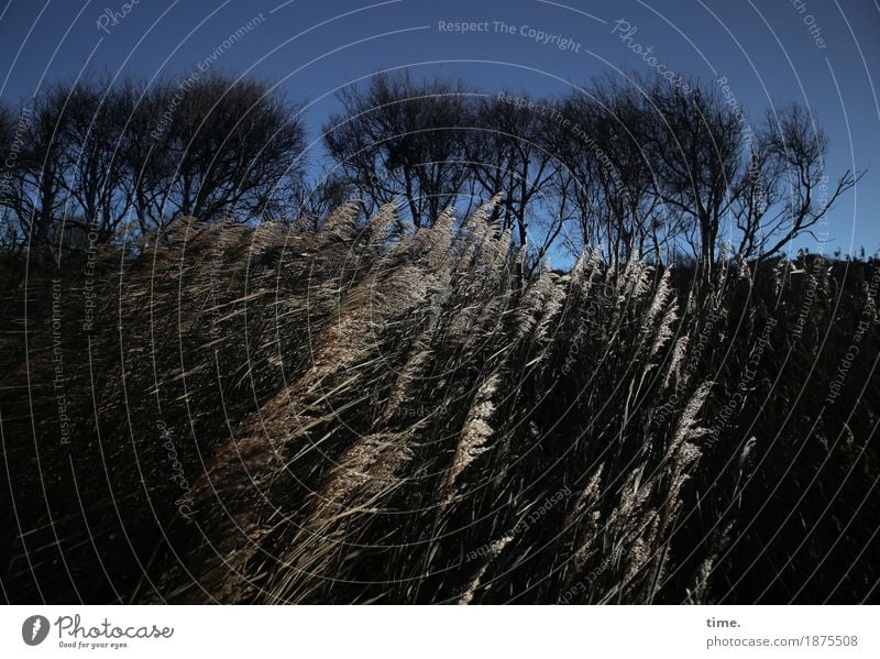 Bewegte Zeiten Umwelt Natur Landschaft Himmel Schönes Wetter Wind Baum Gras Wald Küste Bewegung natürlich schön wild Begeisterung Kraft Leidenschaft