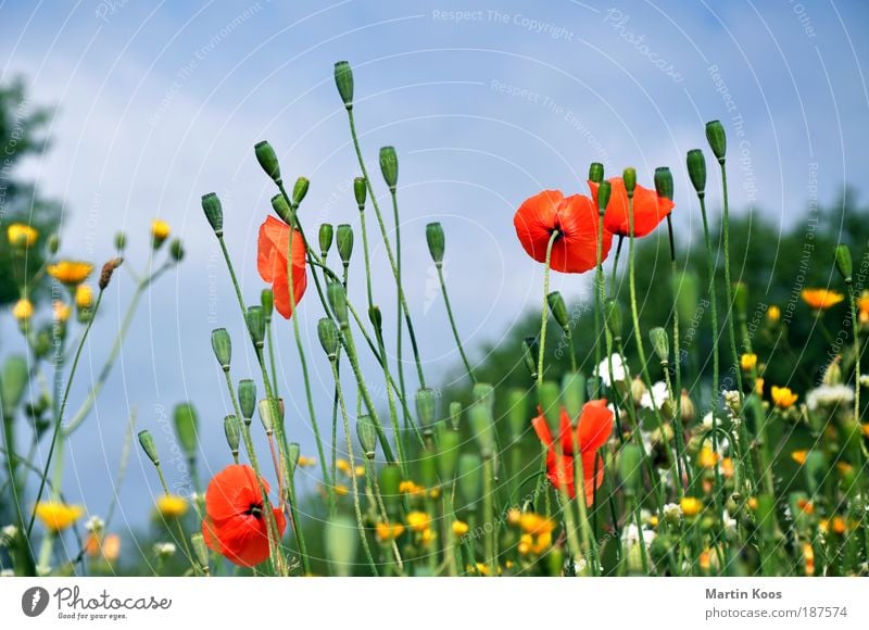 mohnblumenwiese Natur Pflanze Klatschmohn Mohn Mohnkapsel Blume Blüte rot gelb Kapsel Samen ästhetisch schön Farbfoto mehrfarbig Mohnfeld