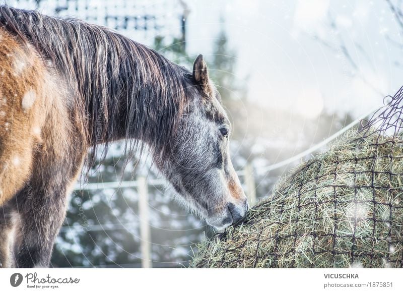 Pferd Winter Heu Design Ferien & Urlaub & Reisen Schnee Natur Schönes Wetter Tier 1 Futter Heunetz Farbfoto Außenaufnahme Textfreiraum oben Tag Gegenlicht