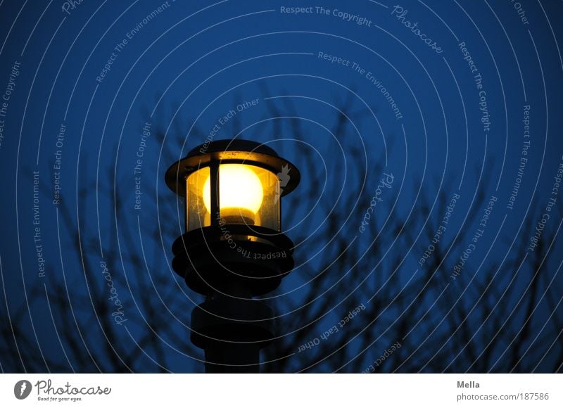 Licht im Dunkeln Lampe Umwelt Natur Pflanze Baum Laterne Straßenbeleuchtung leuchten dunkel blau Umweltschutz Glühbirne Elektrizität Farbfoto Außenaufnahme