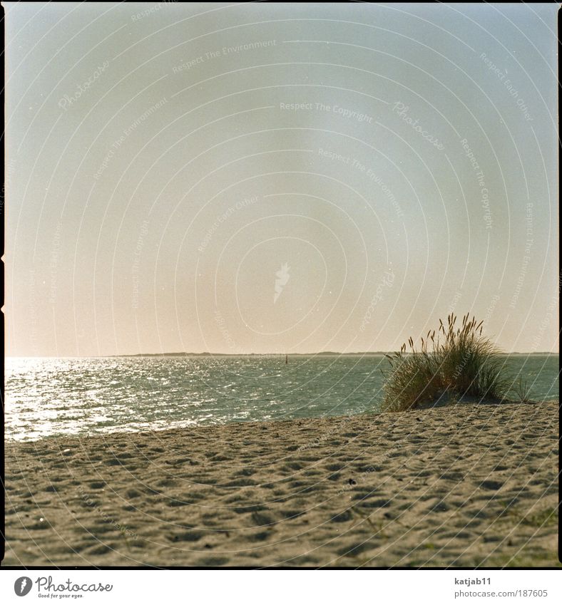 Seaside Natur Landschaft Pflanze Sand Wasser Wolkenloser Himmel Sonnenlicht Sommer Schönes Wetter Strandhafer Küste Nordsee Meer Insel Sylt Stimmung ruhig