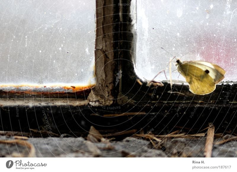 Winterschmetterling am Fenster Schmetterling sitzen warten authentisch gelb Gefühle Tierliebe bescheiden Neugier Hoffnung Sehnsucht Einsamkeit Erwartung