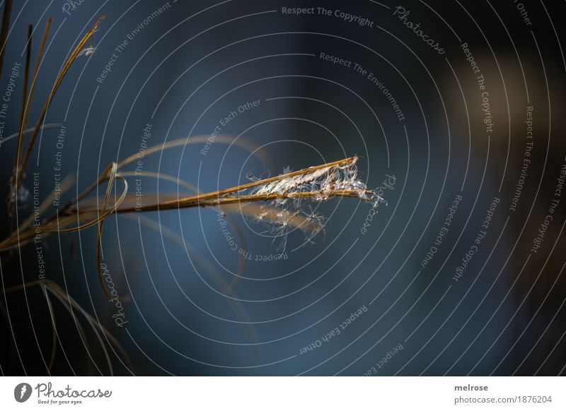 Das Wunder NATUR elegant Umwelt Natur Winter Klima Schönes Wetter Pflanze Gras Sträucher Wildpflanze Pflanzenteile Schilfrohr Wald haarig spinnennetzartig