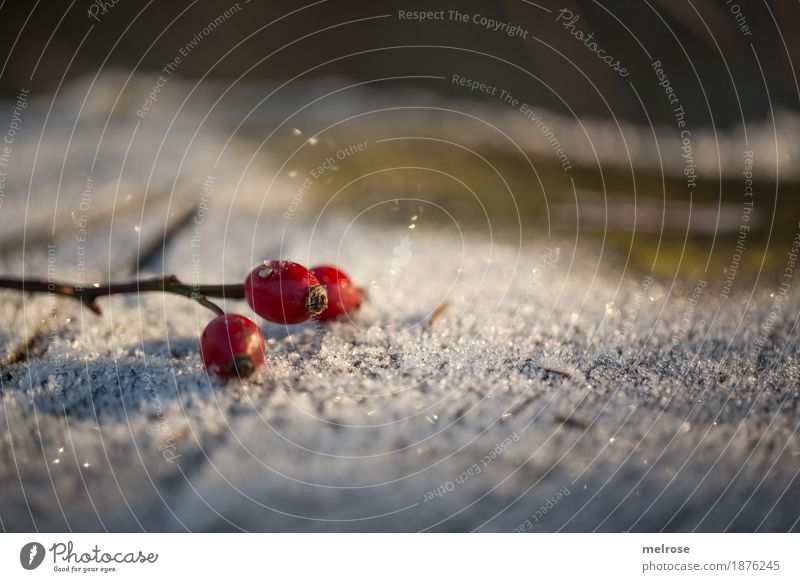 "Hagebutten-Eistee" Beeren Frucht elegant Stil Umwelt Natur Sonne Sonnenlicht Winter Schönes Wetter Frost Schnee Pflanze Sträucher Blüte Wildpflanze Holzbrett