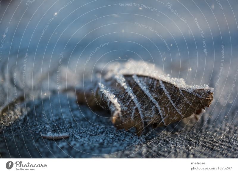 Blatt mit Frost angezuckert Natur Wasser Wassertropfen Sonne Winter Klima Schönes Wetter Eis Schnee Baumstumpf Wald Väterchen Frost Eiskristall Lichtschein