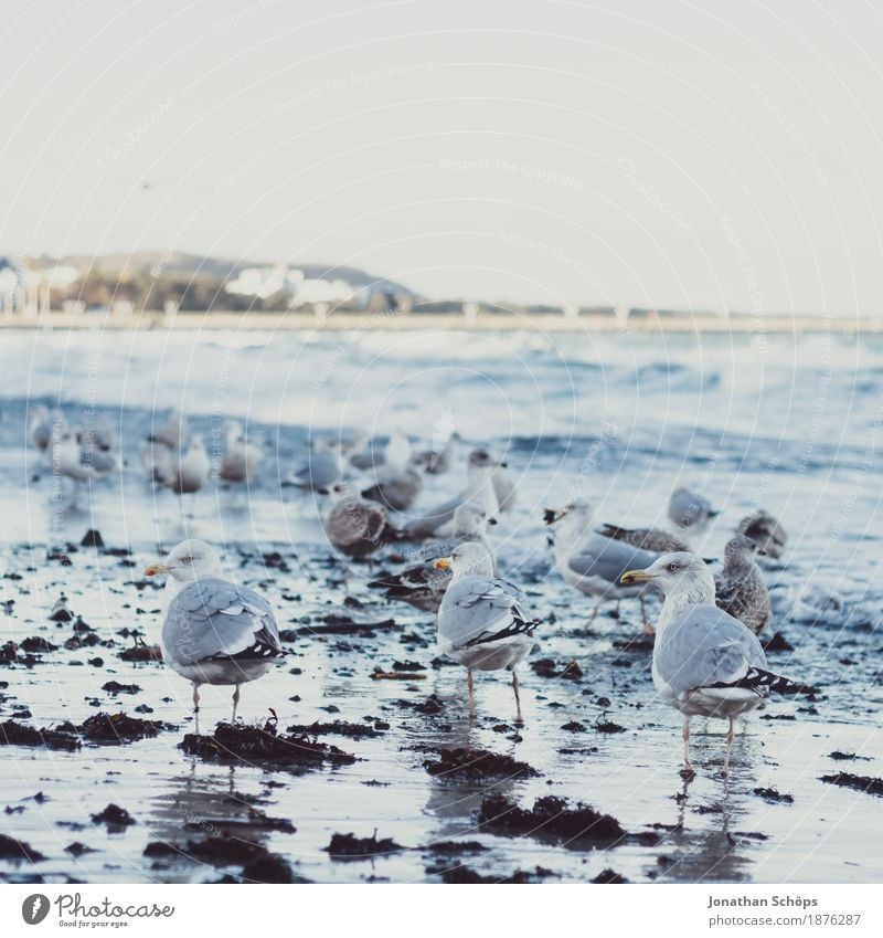 Möwen in Binz VI Ferne Strand Meer Wellen Winter Erfolg Sand Wasser Himmel Ostsee Vogel 3 Tier Tiergruppe Schwarm beobachten kalt blau Möwenvögel Rügen