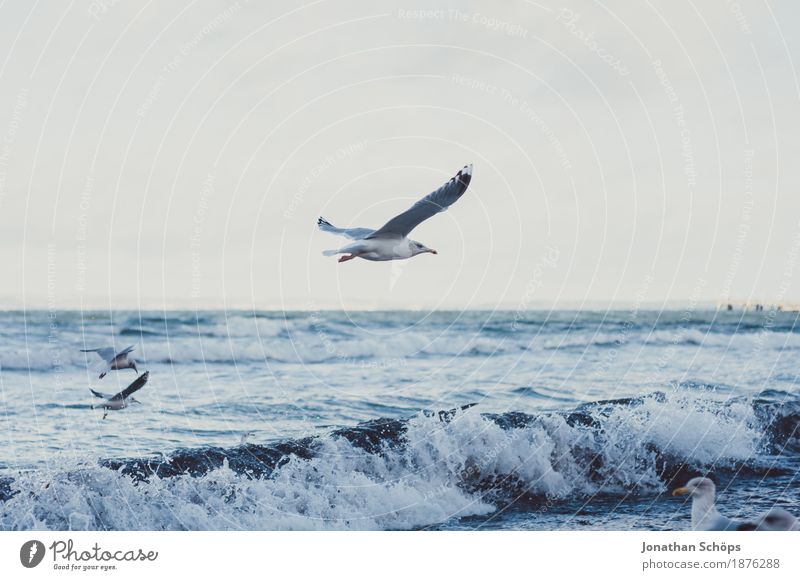 Möwen in Binz VII Vogel Tiergruppe Möwenvögel Winter kalt blau Ostsee Rügen Strand Wasser Meer Sand Nahrungssuche Farbfoto Außenaufnahme Menschenleer Tag