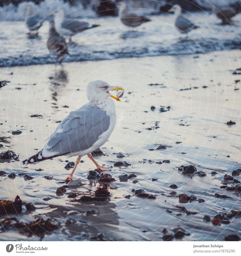 Möwen in Binz IV Strand Meer Wellen Winter Erfolg Sand Wasser Ostsee Vogel 1 Tier Tiergruppe Schwarm beobachten Fressen kalt blau Möwenvögel Rügen Nahrungssuche