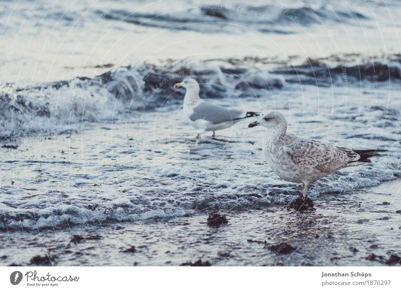 Möwen in Binz II Vogel Tiergruppe 2 Möwenvögel Winter kalt blau Ostsee Rügen Strand Wasser Meer Sand Nahrungssuche laufen beobachten Schnabel Fressen Erfolg