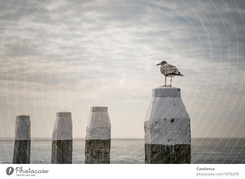 3 x 100 + 3 x 10 + 3 x 1 = Schnapszahl ! Möwe auf Poller Natur Wasser Himmel Wolken Horizont Sommer schlechtes Wetter Küste Nordsee Meer Schifffahrt Jachthafen