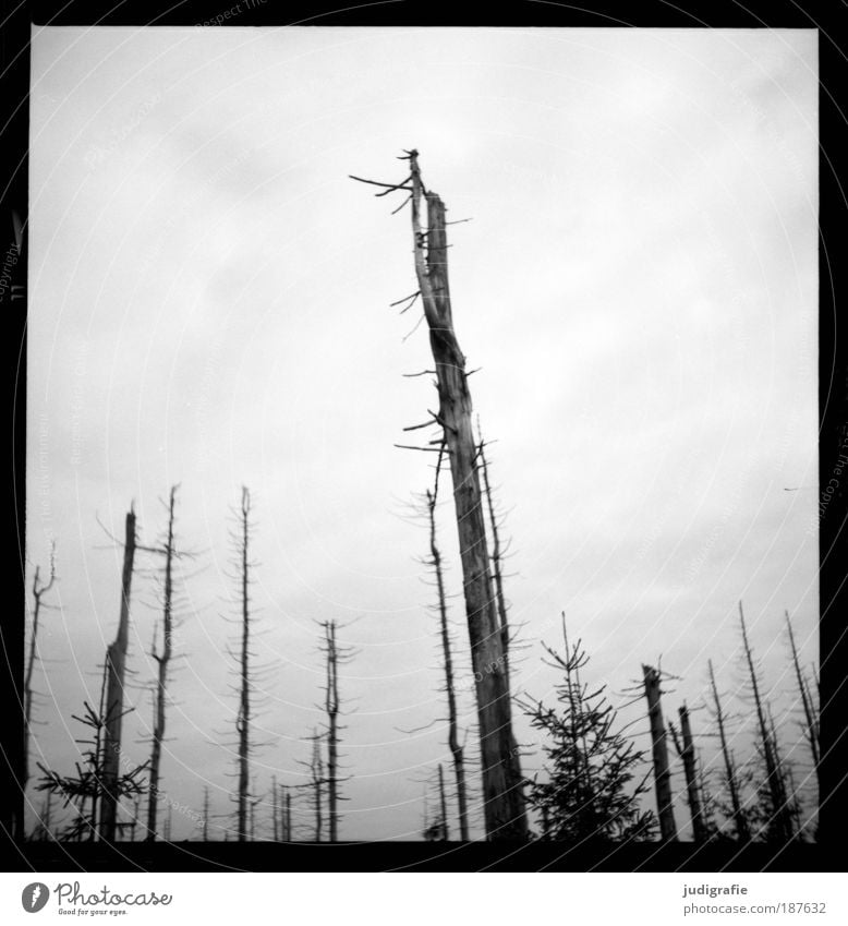 Brocken Umwelt Natur Landschaft Pflanze Baum Wald Berge u. Gebirge dehydrieren bedrohlich dunkel gruselig natürlich trocken Endzeitstimmung kalt Klima Tod