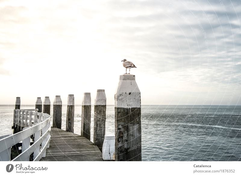 Die Tücke der Erwartungen Umwelt Landschaft Luft Wasser Himmel Wolken Sommer Wellen Küste Nordsee Meer Steg Geländer Wildtier Vogel Möwenvögel 1 Tier Poller