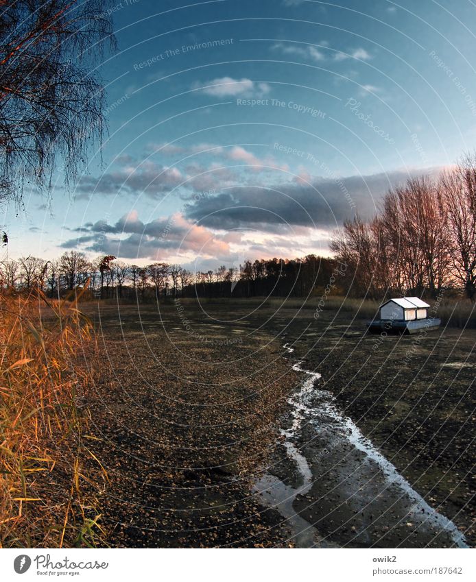 Trockenschwimmer Natur Landschaft Pflanze Urelemente Erde Wasser Himmel Wolken Horizont Herbst Klima Schönes Wetter Baum Sträucher Blatt Wildpflanze Schilfrohr