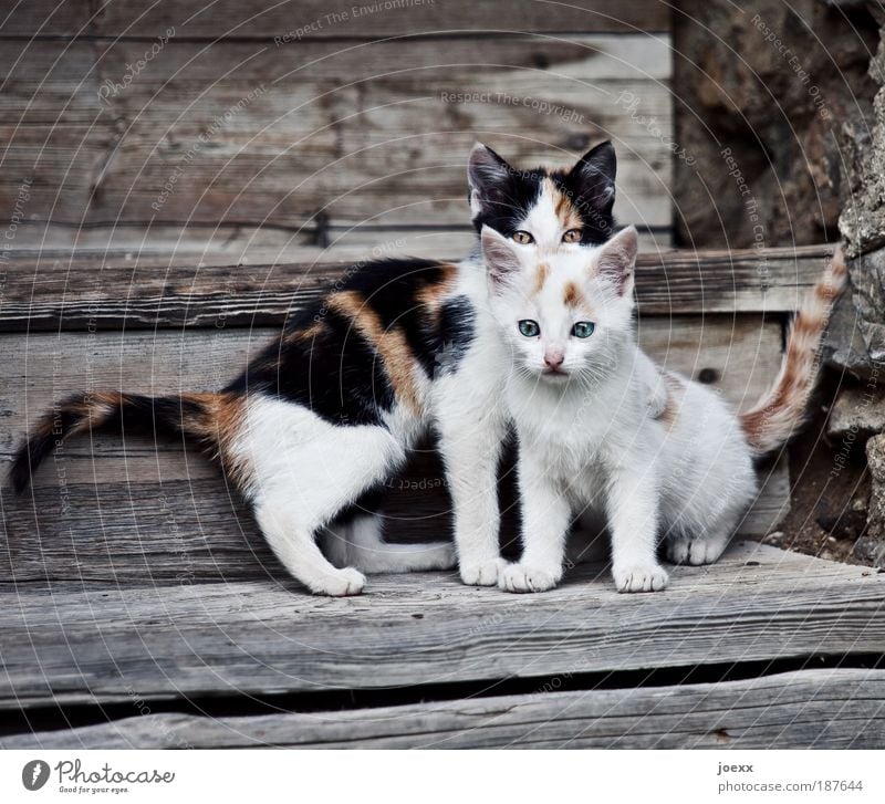 Schützlinge Haustier Katze 2 Tier Tierjunges Blick Spielen klein Neugier braun weiß Erwartung Kindheit Katzenbaby Holztreppe Treppe schön Wachsamkeit Farbfoto