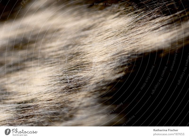 Flohwiese Behaarung Kuh braun schwarz weiß Haare & Frisuren Fell Fellfarbe langhaarig Tier Kuhfell stachelig kurzhaarig Bulle Rind Hundfell Katzenfell grau