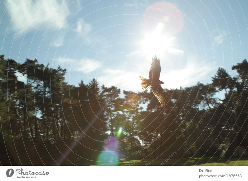 Vogelperspektive Wald Tier 1 fliegen genießen frei Glück Lebensfreude Erfolg Kraft Adler Vogelschau Greifvogel Vogelflug Raub Jagd Beute Farbfoto Außenaufnahme